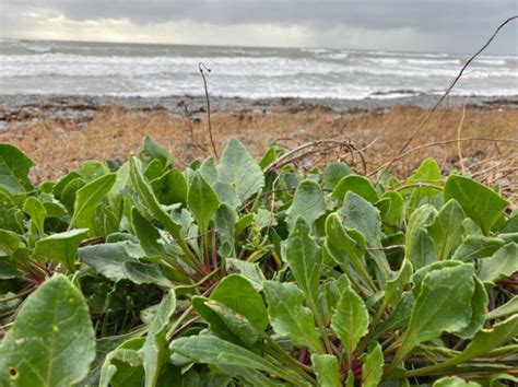 Foraged mushrooms and sea beet featured in British meals in the 16th ... - balustradellc