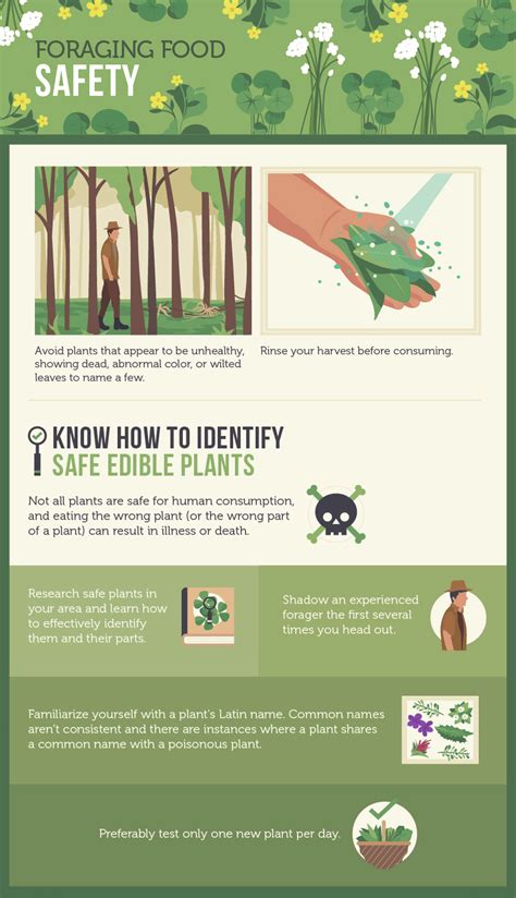 Foraging for Food: Tips, Common Foods, Safety, and … - balustradellc