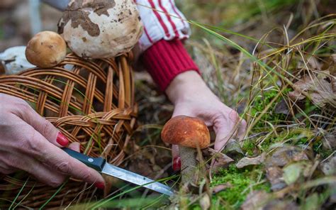 Foraging for Mushrooms: Essential Tips for Safe and … - balustradellc