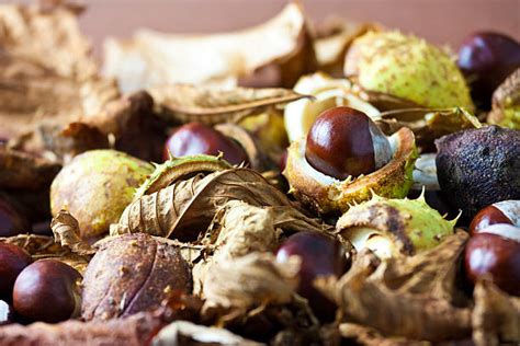 Foraging for nuts Stock Videos & Footage - Alamy - muktibox.com