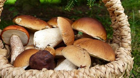 Foraging Mushrooms: How to Get Started and 7 Easy Choices - balustradellc