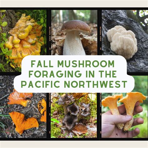 Foraging Mushrooms of Pacific Northwest for Beginners: Discover ... - muktibox.com