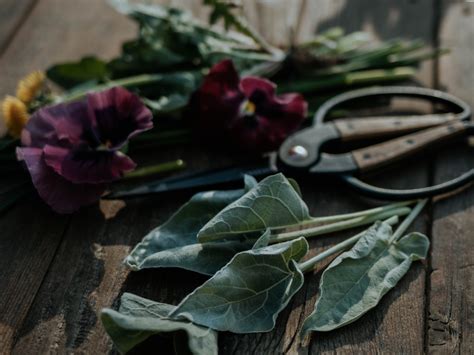 Foraging Safely With Experts - balustradellc