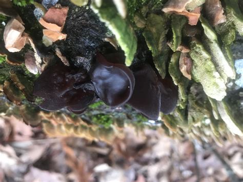 Foraging Wood Ear Mushrooms, Auricularia americana - balustradellc