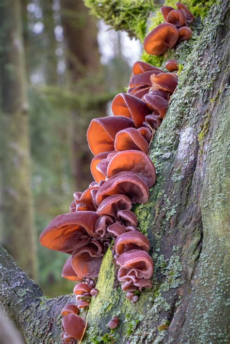 Foraging Wood Ear Mushrooms (Auricularia sp.) - Practical Self Reliance - balustradellc