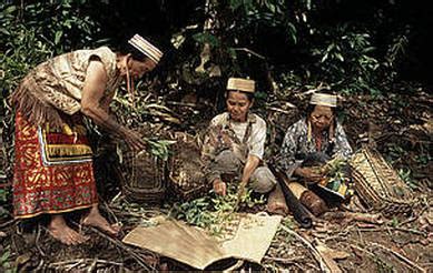 Forbidden Forest of the Dayak People - Our World - wintechmobiles.com