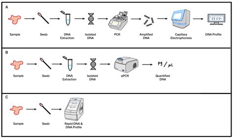 Forensic Applications of PCR: DNA Profiling and Analysis - wintechmobiles.com