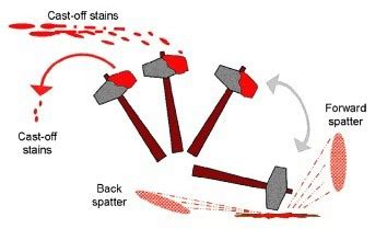 forensic chapter 10 review Flashcards | Quizlet - balustradellc