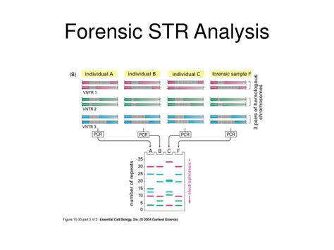 Forensic Dna Str Analysis - wintechmobiles.com