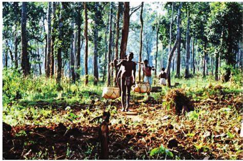 Forest, Society, and Colonialism : A Legacy of Exploitation - raincitystudios.com
