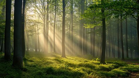 Forest & Environment - Indian Space Research Organisation (ISRO) - raincitystudios.com