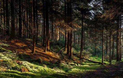 Forest | APP Group - raincitystudios.com