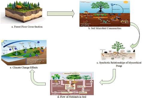 Forest Alchemists: Microbe-mediated Nutrient Recycling - raincitystudios.com