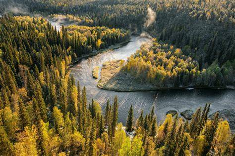 Forest and Climate | WWF - raincitystudios.com