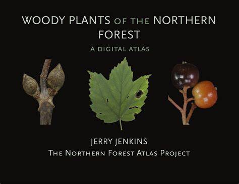 Forest Atlases - World Resources Institute - raincitystudios.com