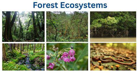 Forest biodiversity, ecosystem functioning and the provision of ... - raincitystudios.com