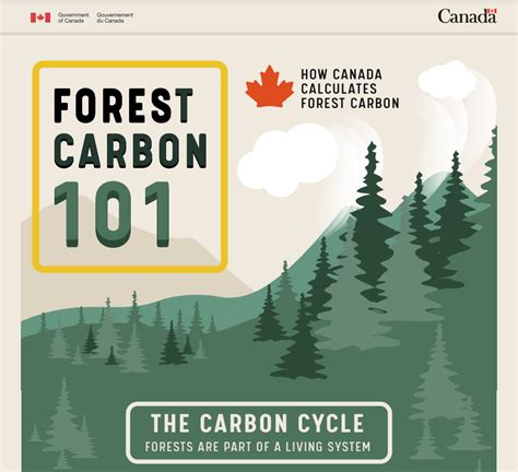 Forest Carbon 101 - The Nature Conservancy - raincitystudios.com
