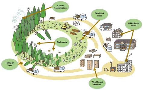 Forest Carbon Sequestration: Strategies and Techniques - raincitystudios.com