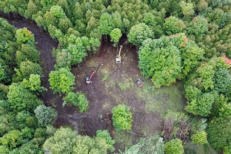Forest Clearance to cut and transport trees | National Government ... - raincitystudios.com