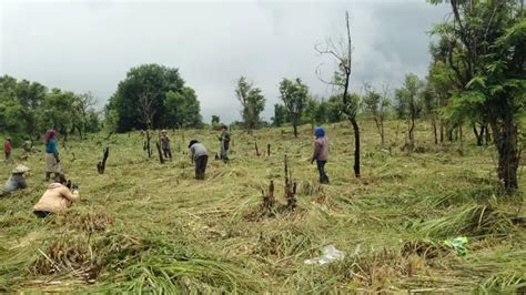 Forest Clearing Guide: Top Tools and Techniques | Rut … - balustradellc