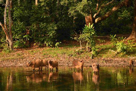 Forest Concessions & Eco-Certifications in the Peruvian Amazon: - raincitystudios.com