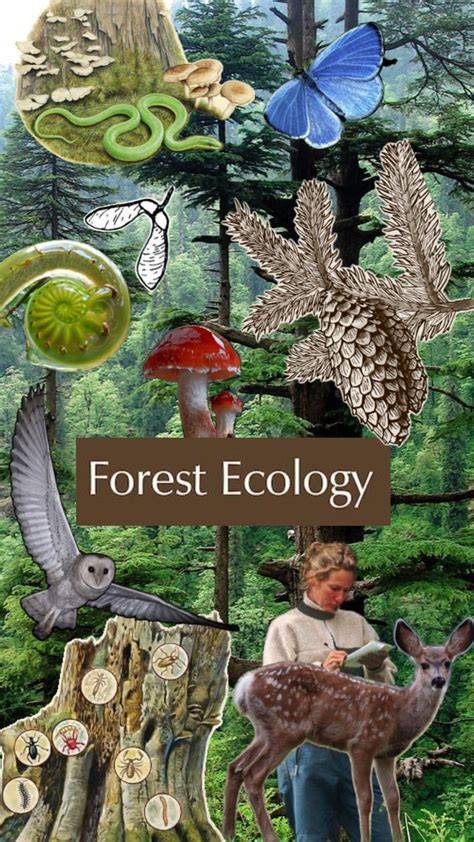 Forest ecology - Latest research and news | Nature - raincitystudios.com