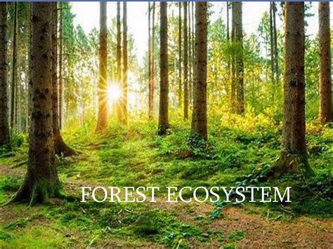 Forest Ecosystem - an overview | ScienceDirect Topics - raincitystudios.com