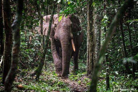 Forest Elephant - African Wildlife Foundation - raincitystudios.com