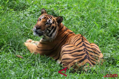 Forest fires drive Sumatran tiger from their habitats - raincitystudios.com
