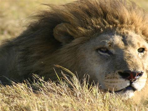 Forest Guardians: The Role of Apex Predators - muktibox.com