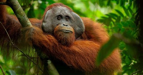 Forest Keepers of Borneo | Nature Conservancy Magazine - raincitystudios.com