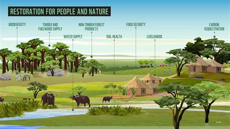 Forest Landscape Restoration Is More than Planting Trees: 3 Case ... - raincitystudios.com