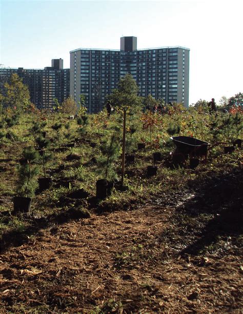 Forest Management Framework for New York City - Natural Areas … - raincitystudios.com