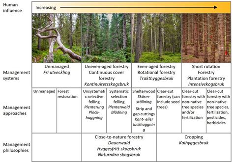 Forest management systems | Forest management - raincitystudios.com