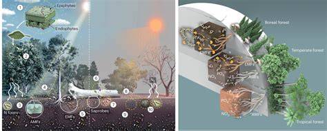 Forest microbiome and global change - Nature - raincitystudios.com
