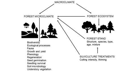 Forest Microclimate: Predictions, Drivers and Impacts - raincitystudios.com