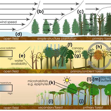 Forest microclimates and climate change: Importance, … - raincitystudios.com