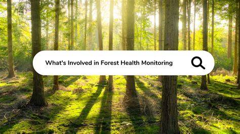 Forest Monitoring - Sustainability Dashboard - raincitystudios.com