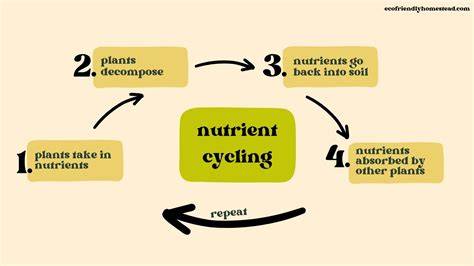 Forest Nutrient Cycling: Definition, Examples | StudySmarter - raincitystudios.com