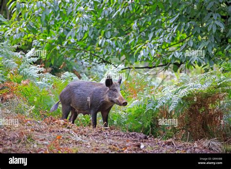 Forest Of Dean Boars - balustradellc