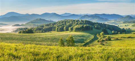 Forest Patches Act as Nuclei for Natural Regeneration … - raincitystudios.com