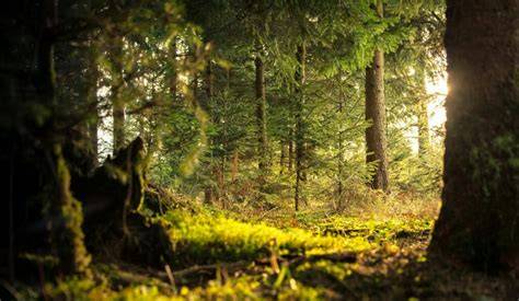 Forest Permits: Building Blocks for Sustainable Development - raincitystudios.com