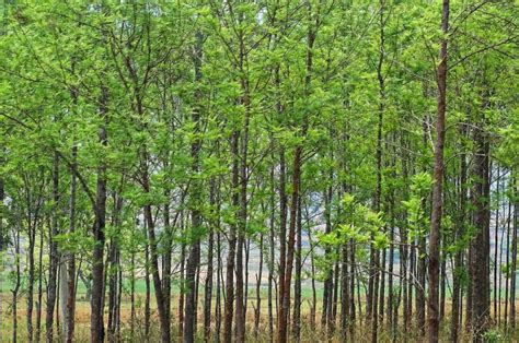 FOREST PLANTATIONS AND WOODLOTS IN EASTERN AND … - raincitystudios.com