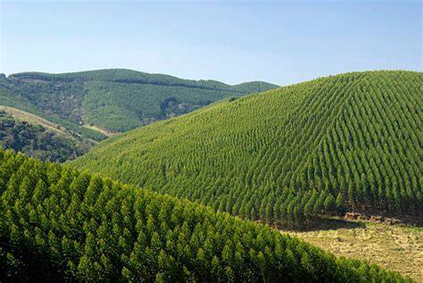 Forest Plantations in Brazil | ORMS Today - PubsOnLine - raincitystudios.com