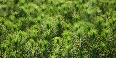 Forest Products Commission Softwood Plantation Management … - raincitystudios.com