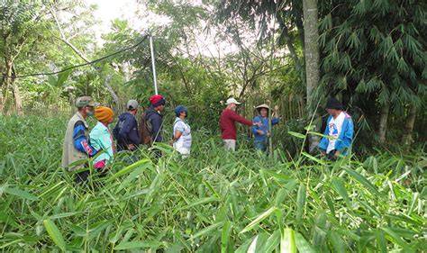 Forest protectors in the Philippines: How Indigenous … - raincitystudios.com