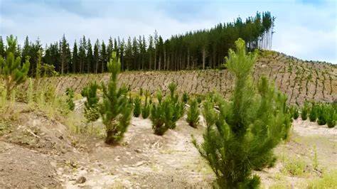 Forest Regeneration After Logging: Key Strategies and … - raincitystudios.com