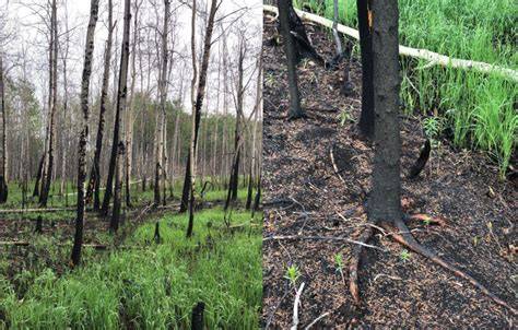 Forest Regeneration - University of Washington - raincitystudios.com