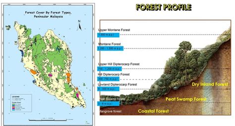 Forest resources and context of Malaysia - Timber … - raincitystudios.com