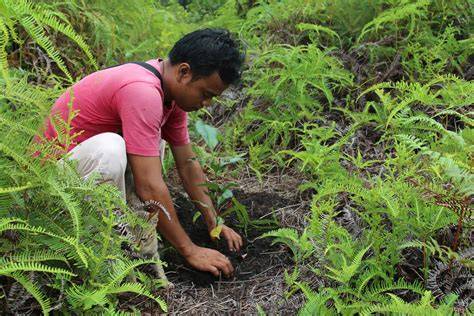 Forest restoration is on the rise, but how we go about it … - raincitystudios.com